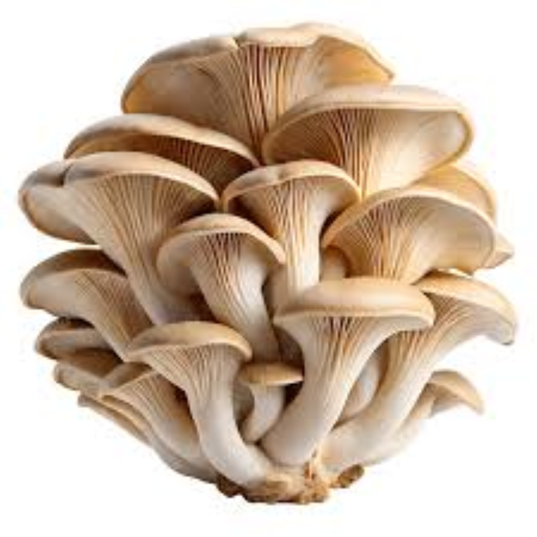 KIGALI F TREE OYSTER MUSHROOM